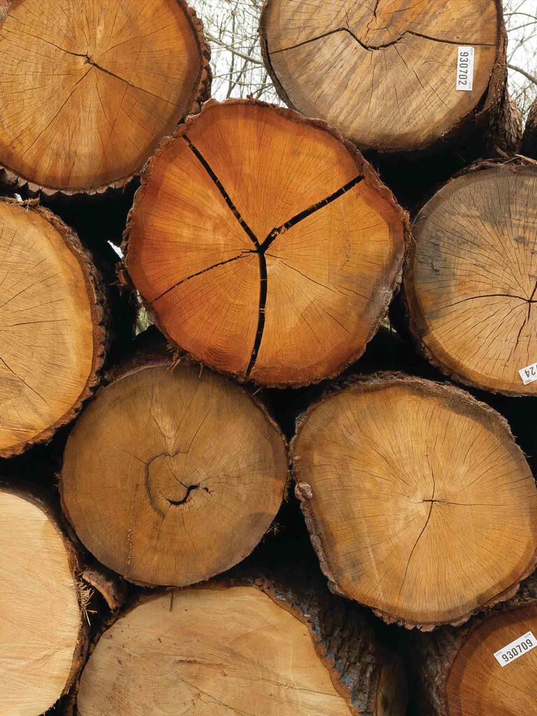 White oak tree logs